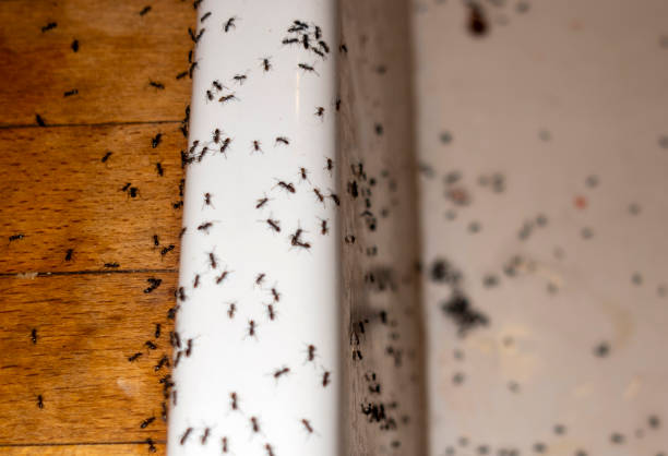Best Local Pest Control Services  in Williamson, WV