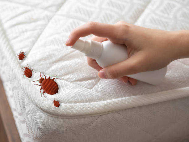 Best Ant Control Services  in Williamson, WV