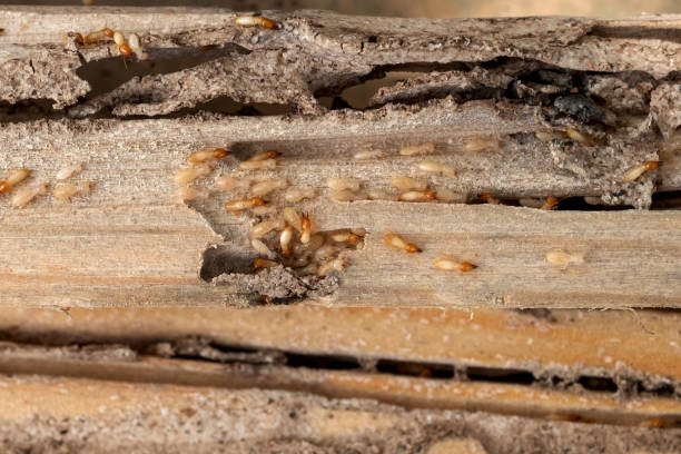 Best Wasp Removal Services  in Williamson, WV